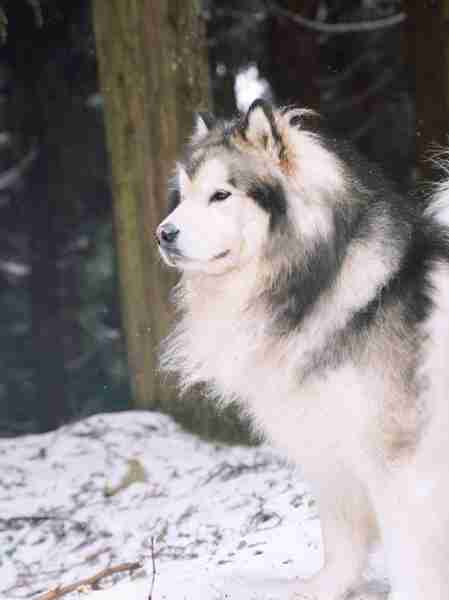 阿拉斯加雪橇犬习性 阿拉斯加雪橇犬长什么样子