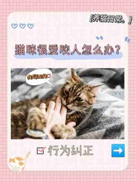 如何对待咬人的猫咪纠正训练 猫咪咬人怎么办?点进来,教你怎样驯服爱咬人的小猫咪!