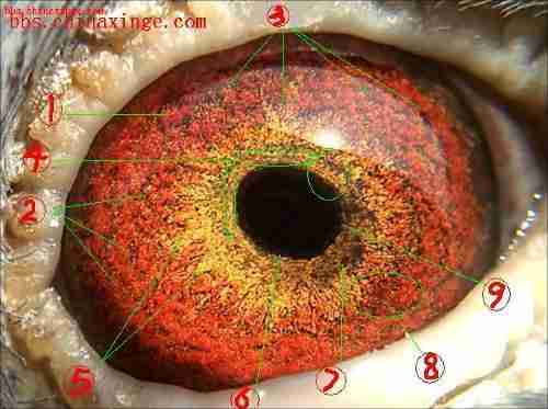 通过眼砂挑选优良信鸽 信鸽眼砂分类