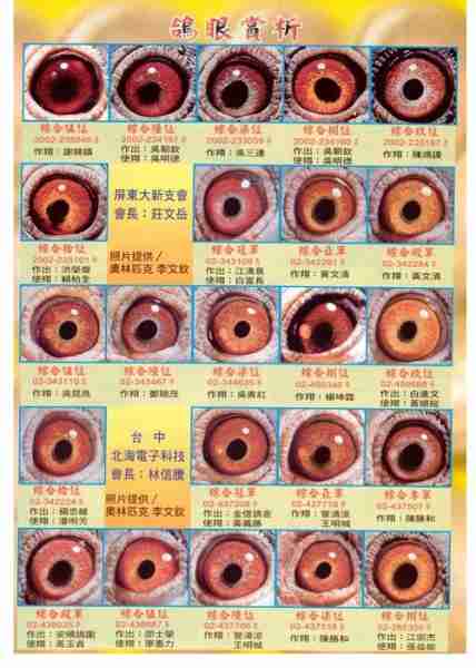 挑选鸽子从鸽眼入手 鸽子的挑选技巧