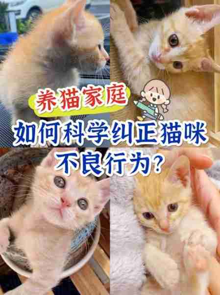 怎样训练你的猫咪？需要注意什么问题？ 如何有效的训练猫咪