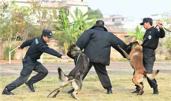 护卫犬怎么训练扑咬 护卫犬训练科目有哪些