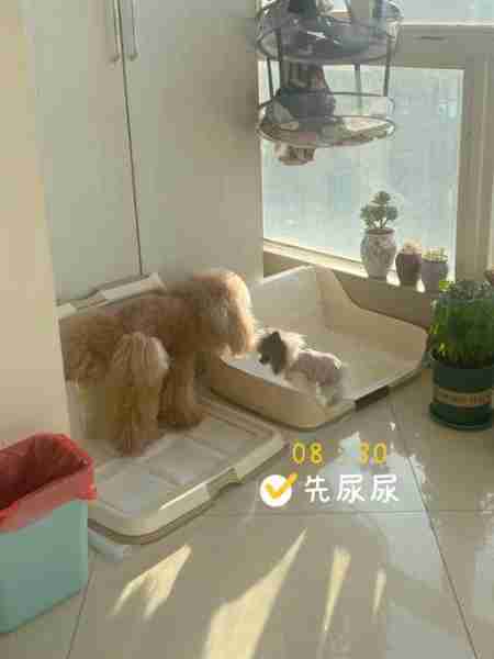 贵宾犬训练上厕所方法是什么 贵宾犬如何训练