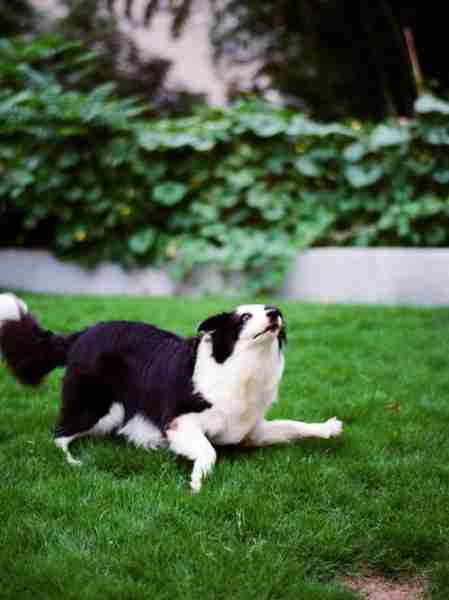 如何训练边境牧羊犬接飞盘 边境牧羊犬怎么训练大小便