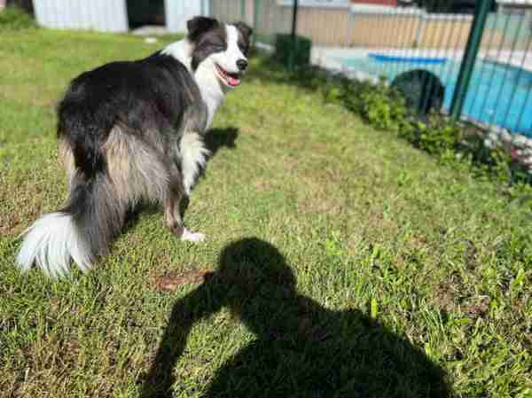 边境牧羊犬怎么训练捡东西 边境牧羊犬怎么训练拉屎