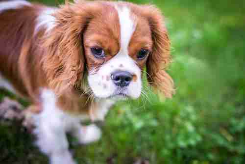 西班牙小猎犬上厕所怎么训练 西班牙小猎犬多少钱一只