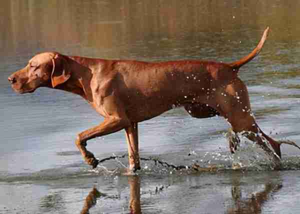 如何训练苏塞克斯猎犬拿报纸 如何训练苏塞克斯猎犬