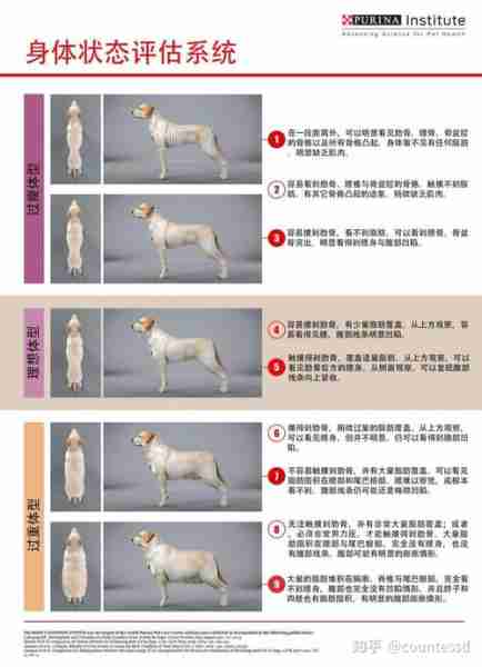 世界犬类按体形的分类 按犬的体型大小分类