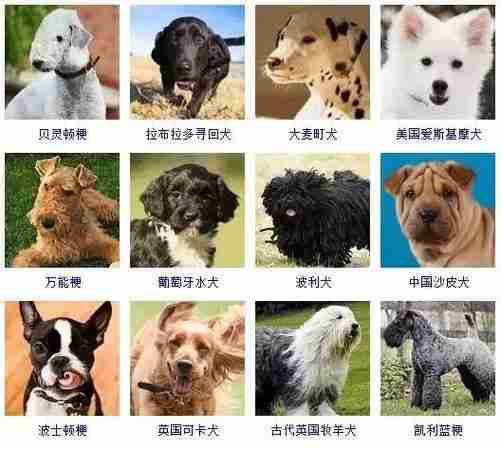 犬有等级习性 狗的等级观念