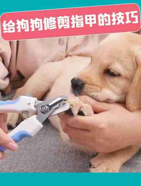 犬类不喜欢剪指甲的原因及对策 狗狗不喜欢剪指甲