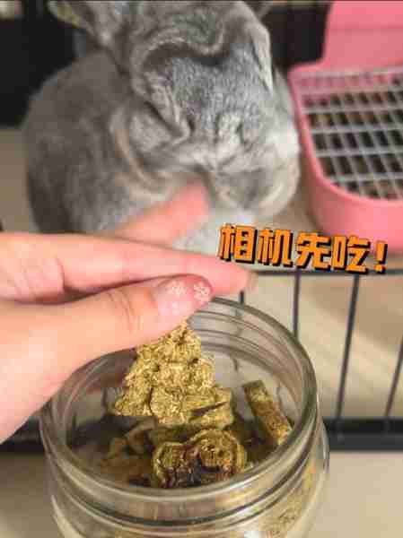 自己DIY~兔兔的维C木瓜草饼 兔兔木瓜丸怎么喂