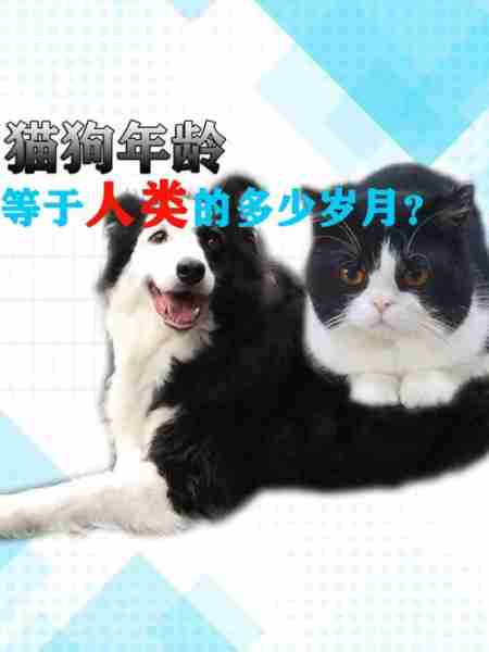 除了猫狗还有什么宠物？小宠介绍 除了猫狗之外的宠物