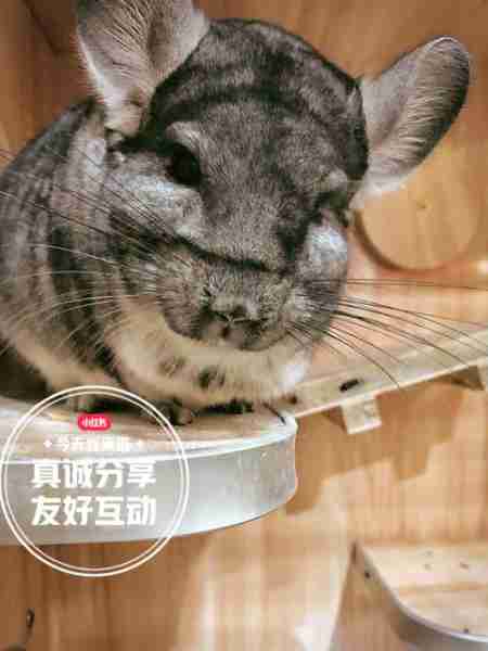 龙猫可以吃什么？龙猫不能吃什么？ 龙猫可以吃哪些食物