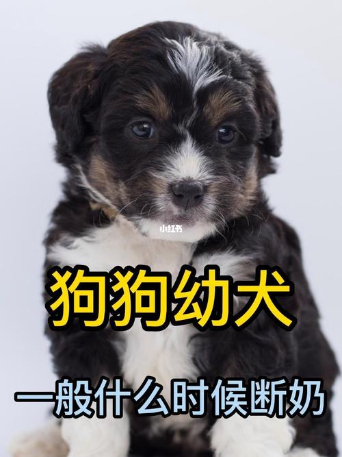 小狗什么时候断奶？小狗断奶的时机与方法