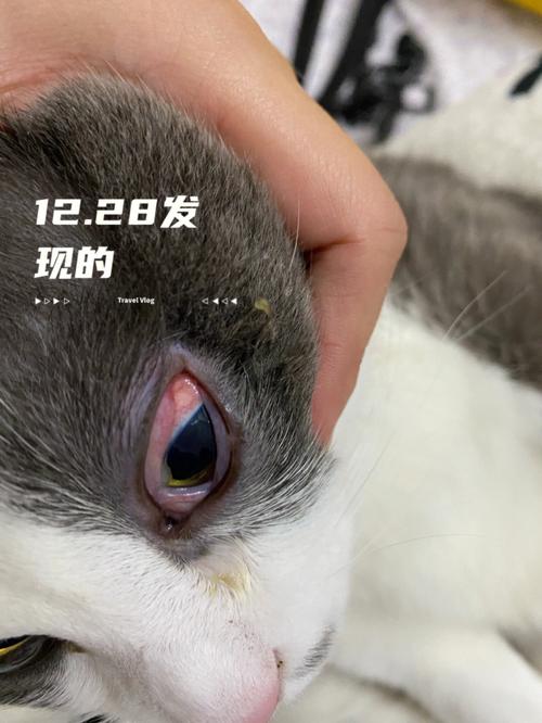 猫咪眼睛变红了：可能的原因及处理方法