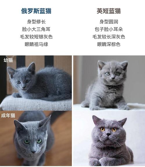 俄罗斯蓝猫和英短蓝猫区别：两种蓝猫品种的区别解析