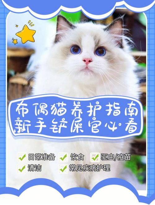 布偶猫要如何养？布偶猫养护指南