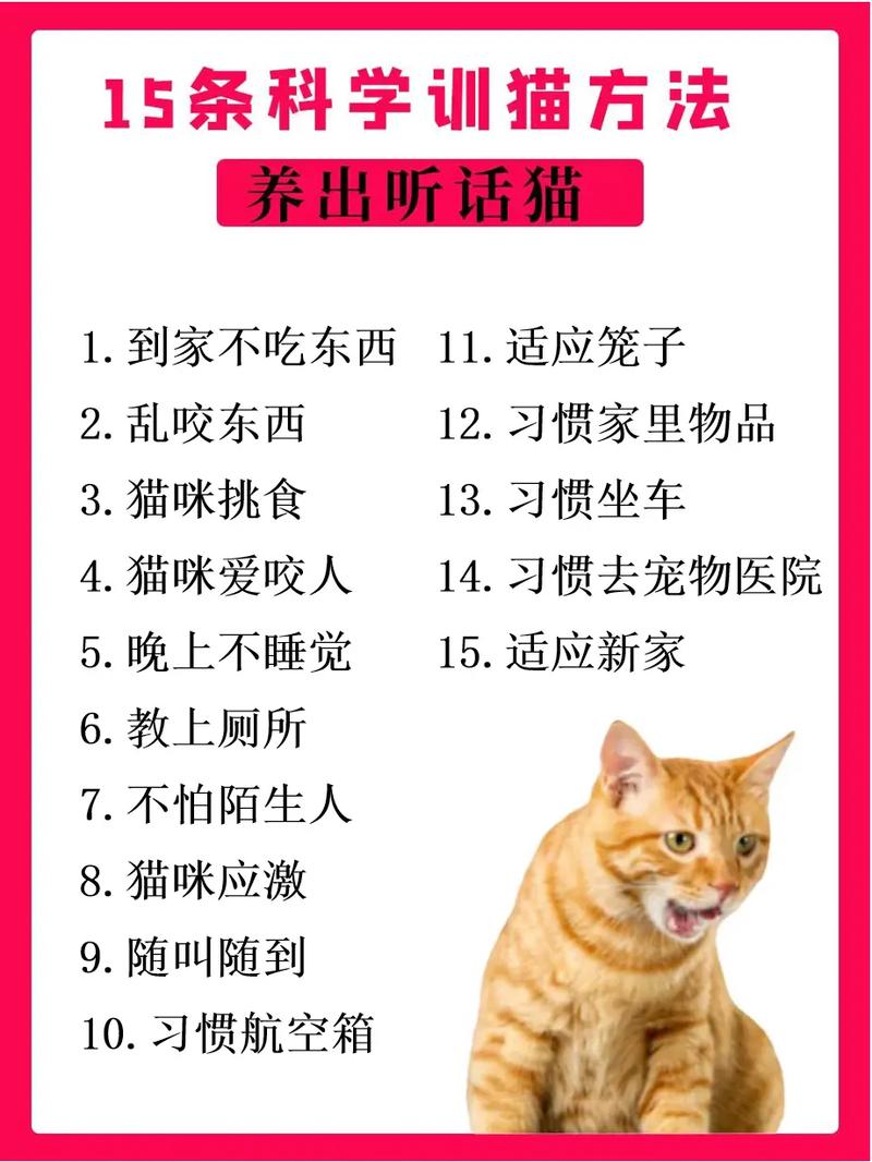 怎么训练猫咪不上桌？培养良好习惯