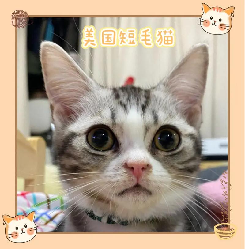 宠物猫选什么品种好？如何选择适合你的宠物猫品种？