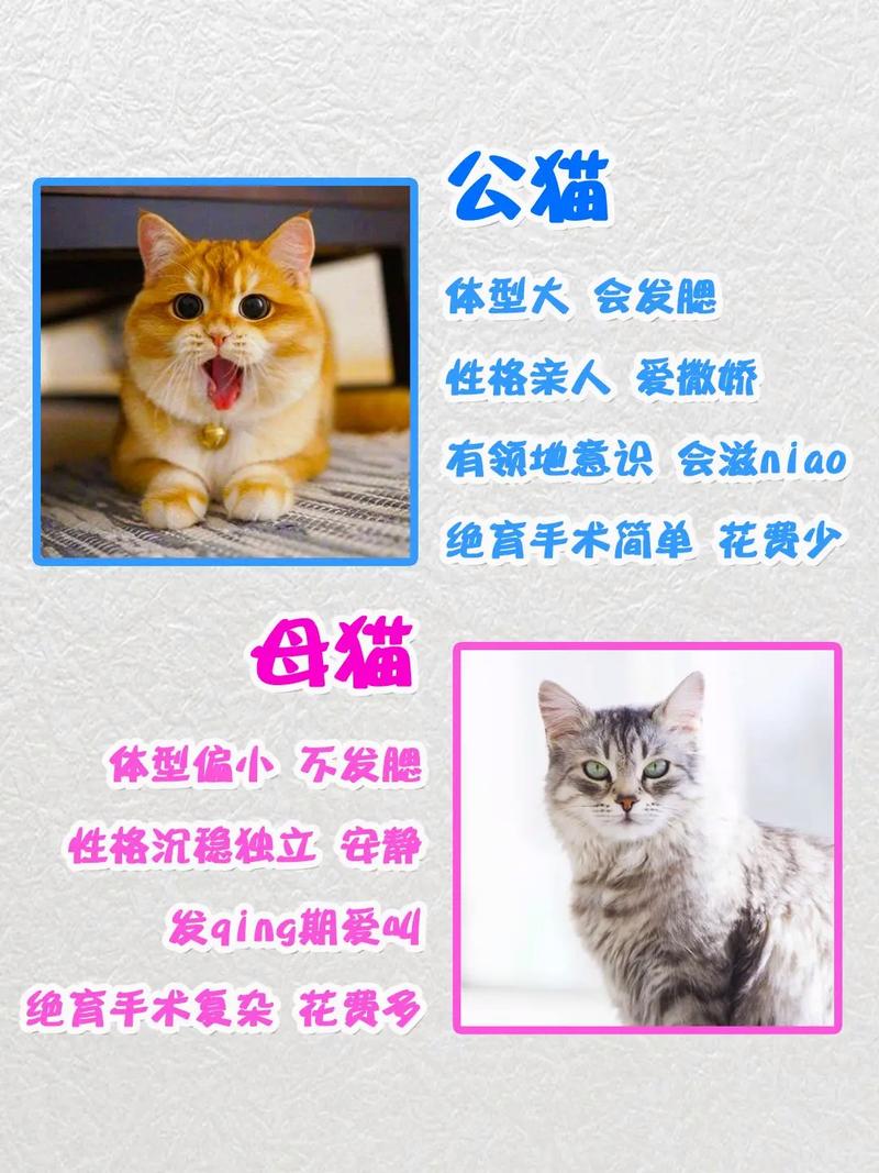 如何选一只健康的猫咪：关键指南和建议