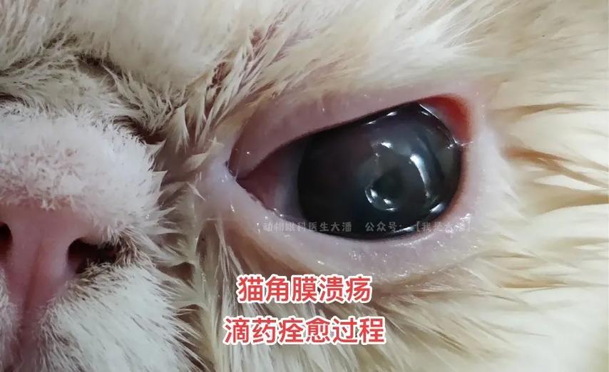 怎么给猫猫擦眼睛：方法和注意事项