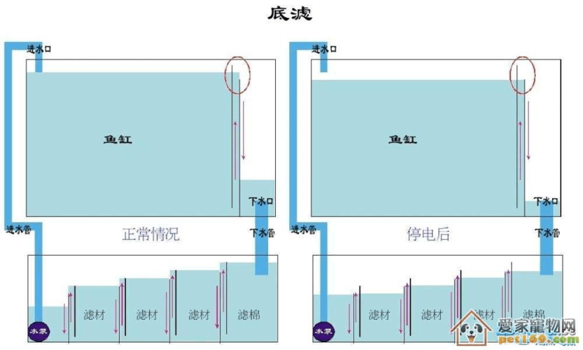 鱼缸过滤的正确方法和技巧