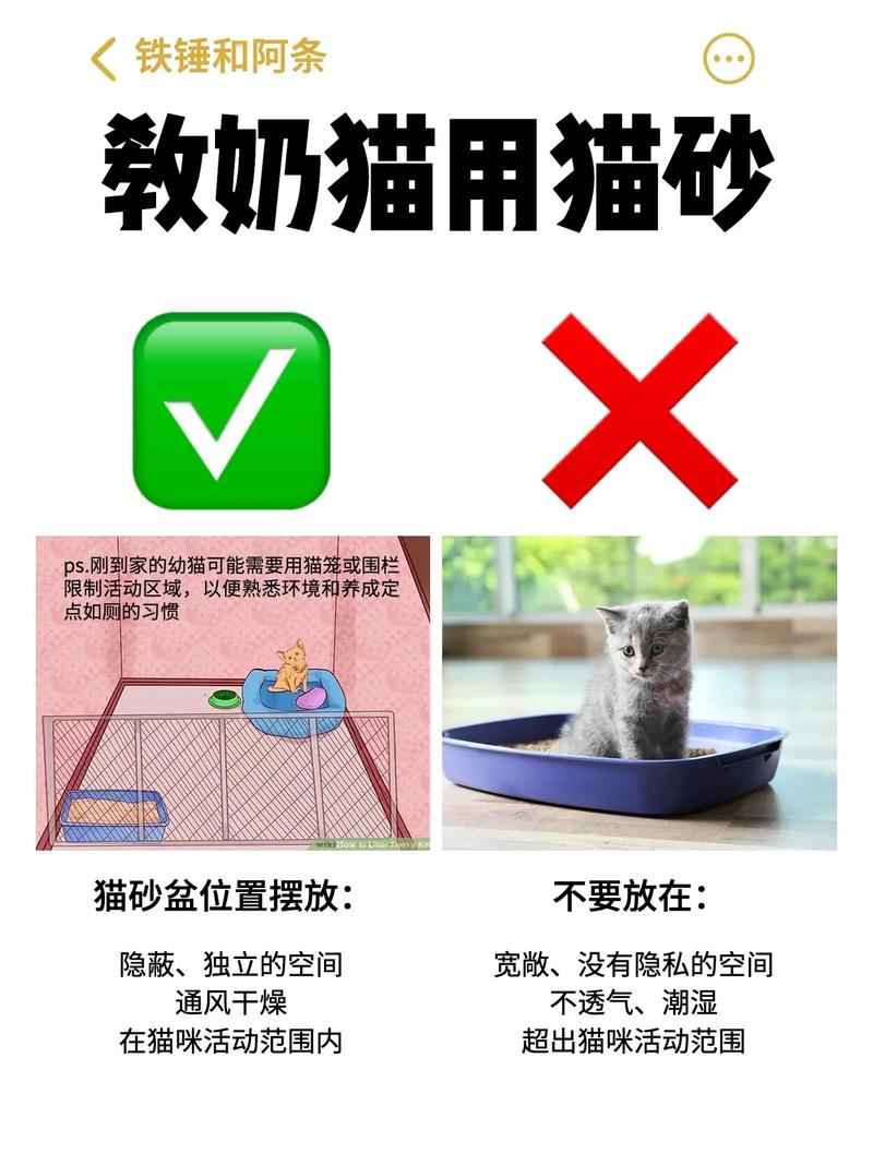 猫砂怎么教猫用(教会猫咪使用猫砂)