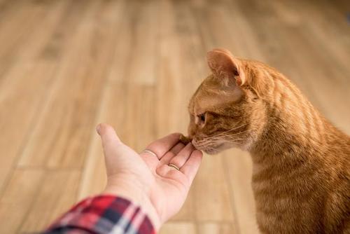 怎么训练你的猫咪呢，怎么训练你的猫咪呢英文