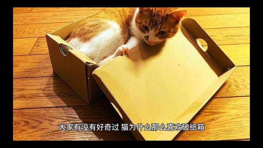 猫咪为什么总爱钻纸箱子(猫咪为什么总爱钻纸箱子里)