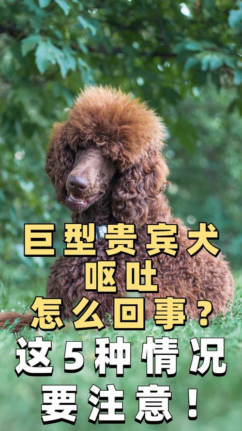 贵宾犬呕吐一般都有哪些症状，贵宾犬呕吐拉稀怎么办