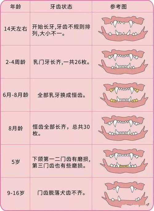 牙齿怎么看猫咪的年龄：方法和技巧