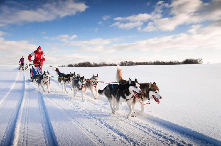 雪橇犬怎么训练：打造听话顺从的理想伙伴