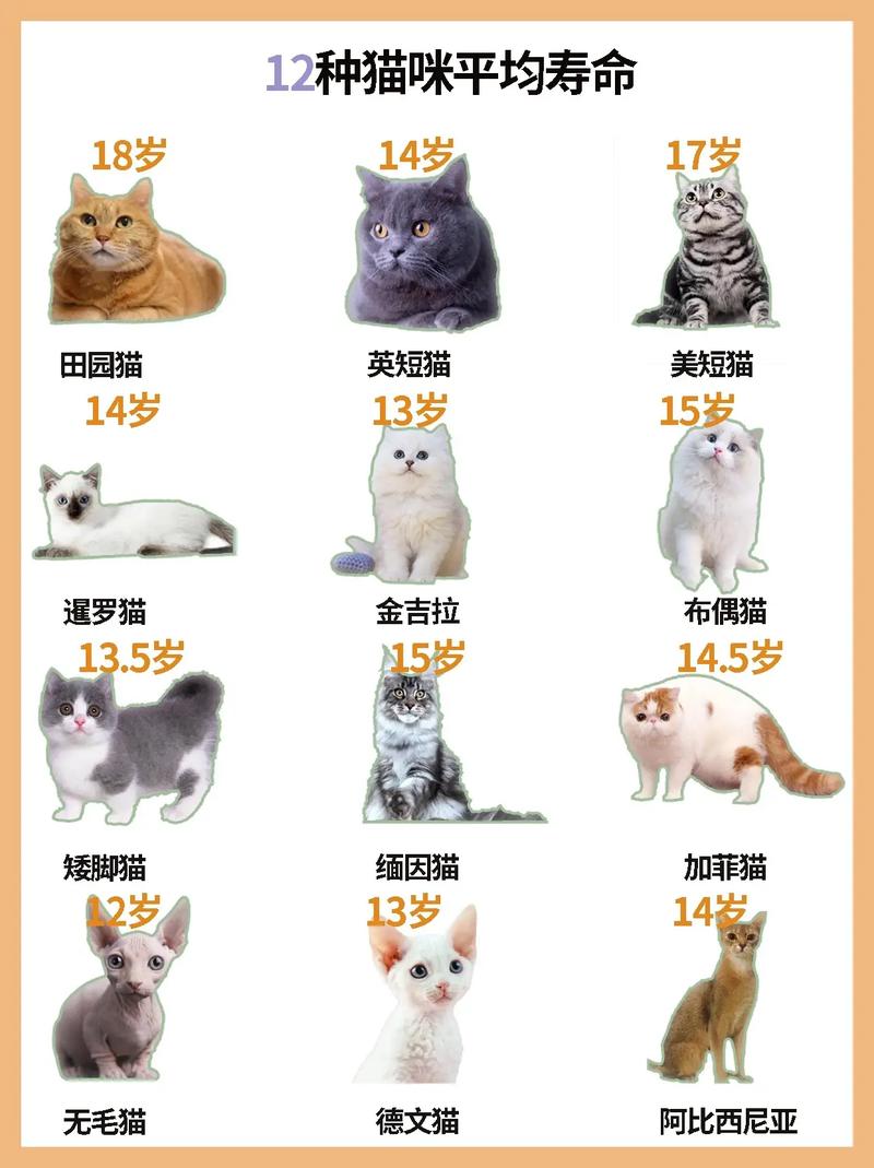 猫的寿命相当于人的几年