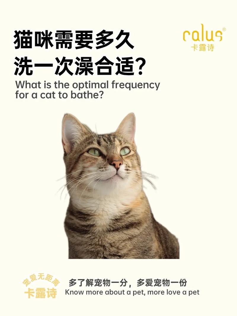 多久给猫咪洗一次澡才好(多长时间给猫咪洗一次澡好)