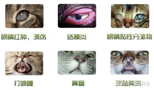 猫传染性鼻支气管炎症状、诊断和治疗方法