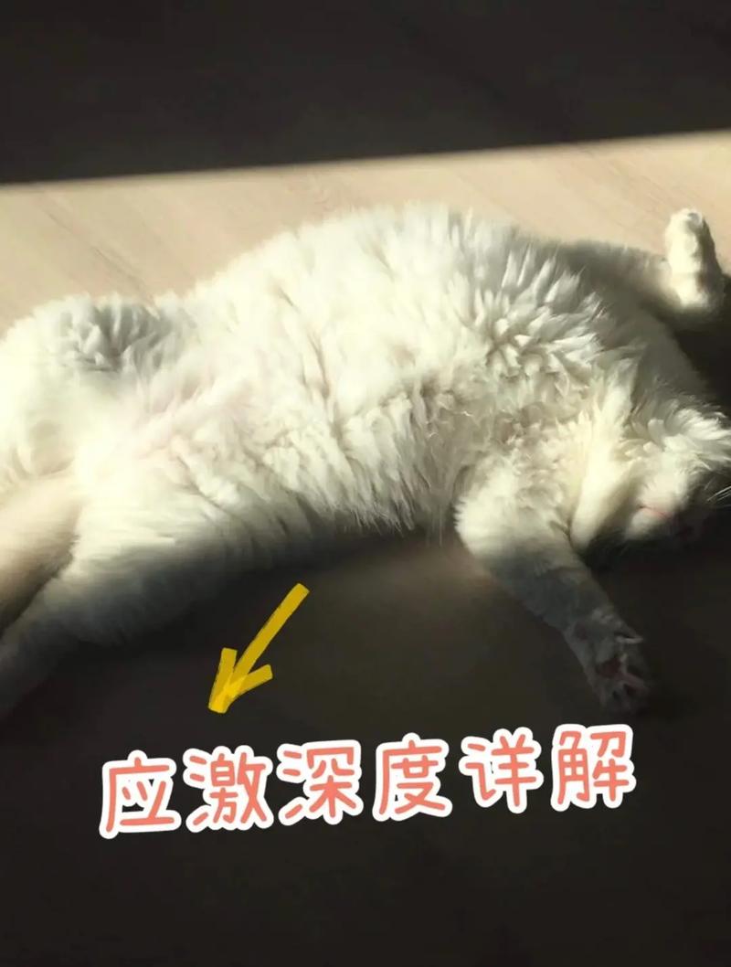 猫便秘原因有哪些：了解引发这一常见问题的因素