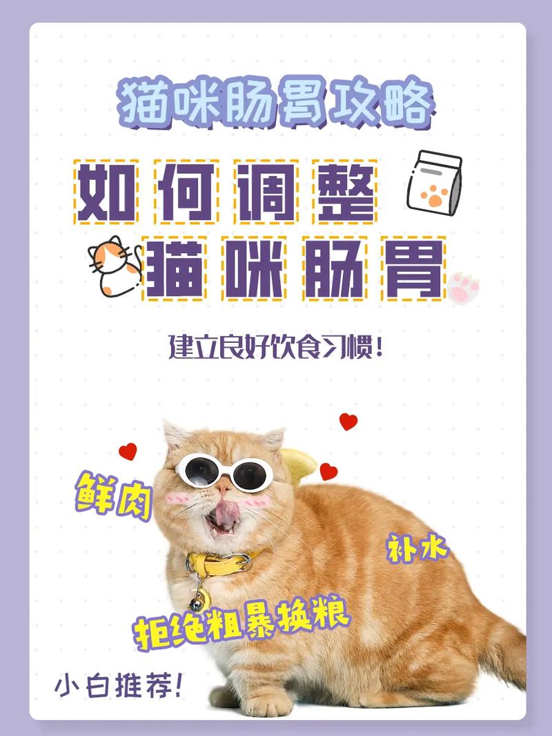 如何让猫咪作息和自己一致：如何调整猫咪的作息时间