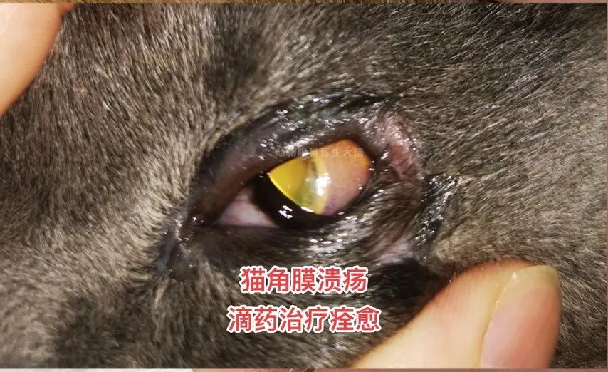 猫眼睛变红是为什么：你需要知道的一切！