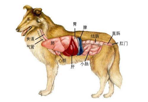 狗狗肠胃不好会出现什么症状，需要了解的症状和处理方法！