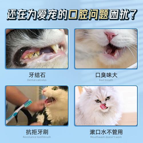 猫咪清洁口腔最好的方法？最佳方法和注意事项！