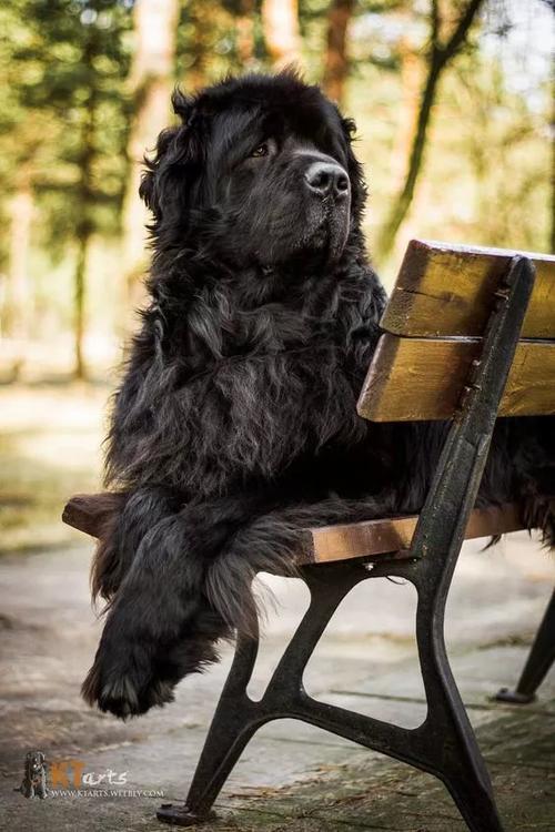 纽芬兰犬好不好养？纽芬兰犬会保护主人吗？