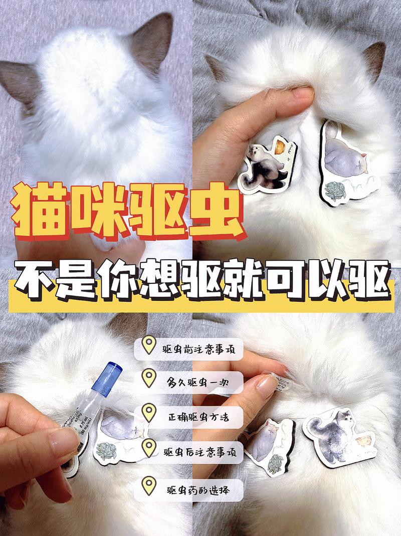 怎么给猫咪驱虫最有效又安全：确保猫咪健康的最佳方法