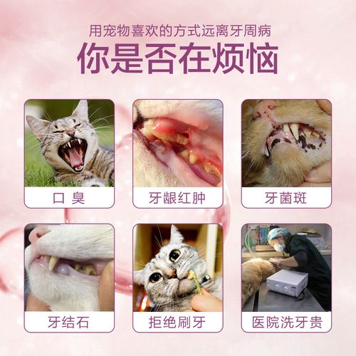 宠物猫牙齿护理需要什么材料(宠物猫牙齿护理需要什么材料好)