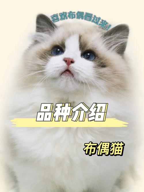 伯曼猫和布偶猫性格，伯曼猫和布偶猫怎么区分