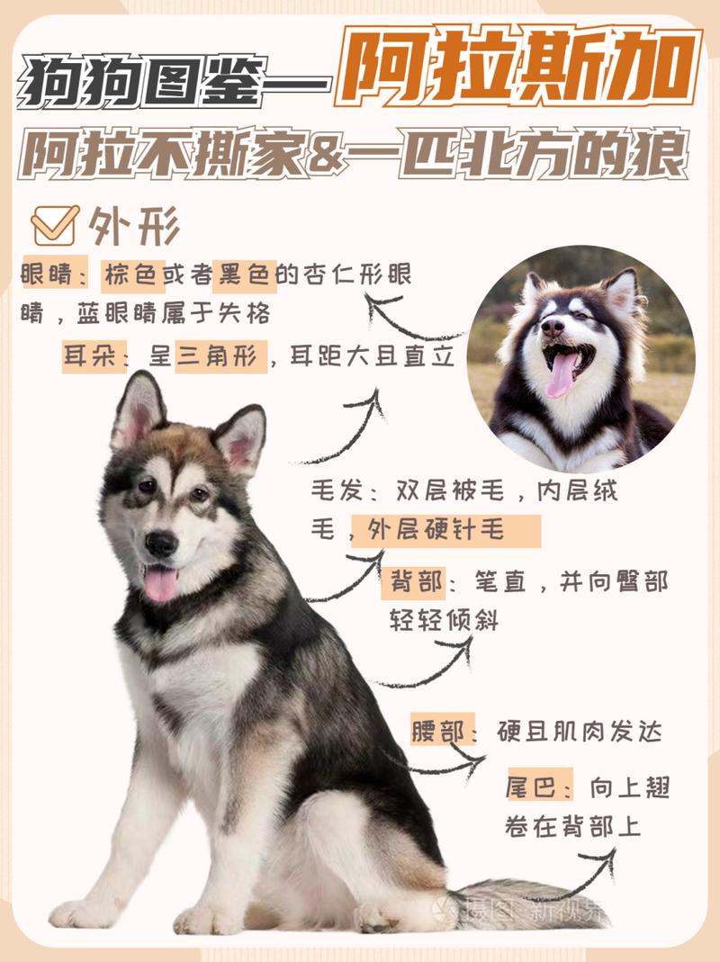 阿拉斯加犬多少钱一只，狼版阿拉斯加犬多少钱一只