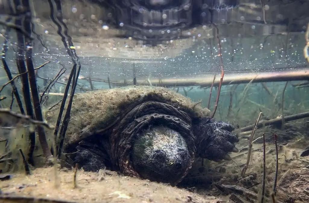 养鳄龟水深点好还是浅点好，深水养鳄龟水位