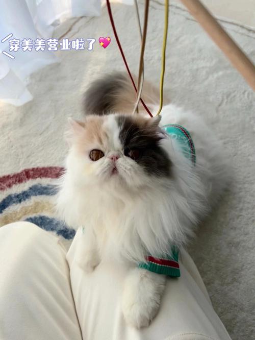 波斯猫会吃老鼠吗，波斯猫会不会捉老鼠