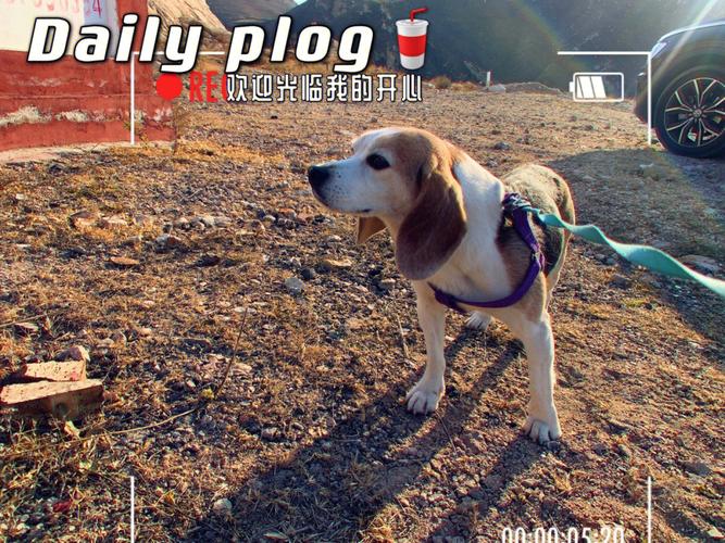 比格犬日常病症分析及护理措施，比格犬的缺点有哪些