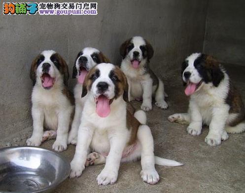 春天该如何饲养圣伯纳犬，圣伯纳犬的优缺点