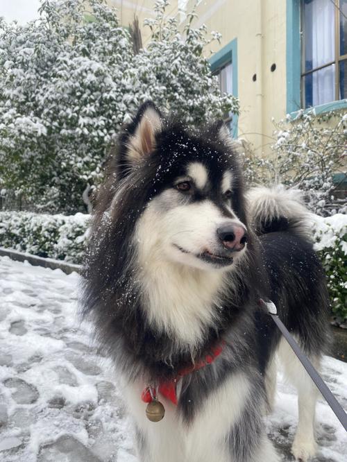 阿拉斯加雪橇犬的用途，阿拉斯加雪橇犬属于什么犬型